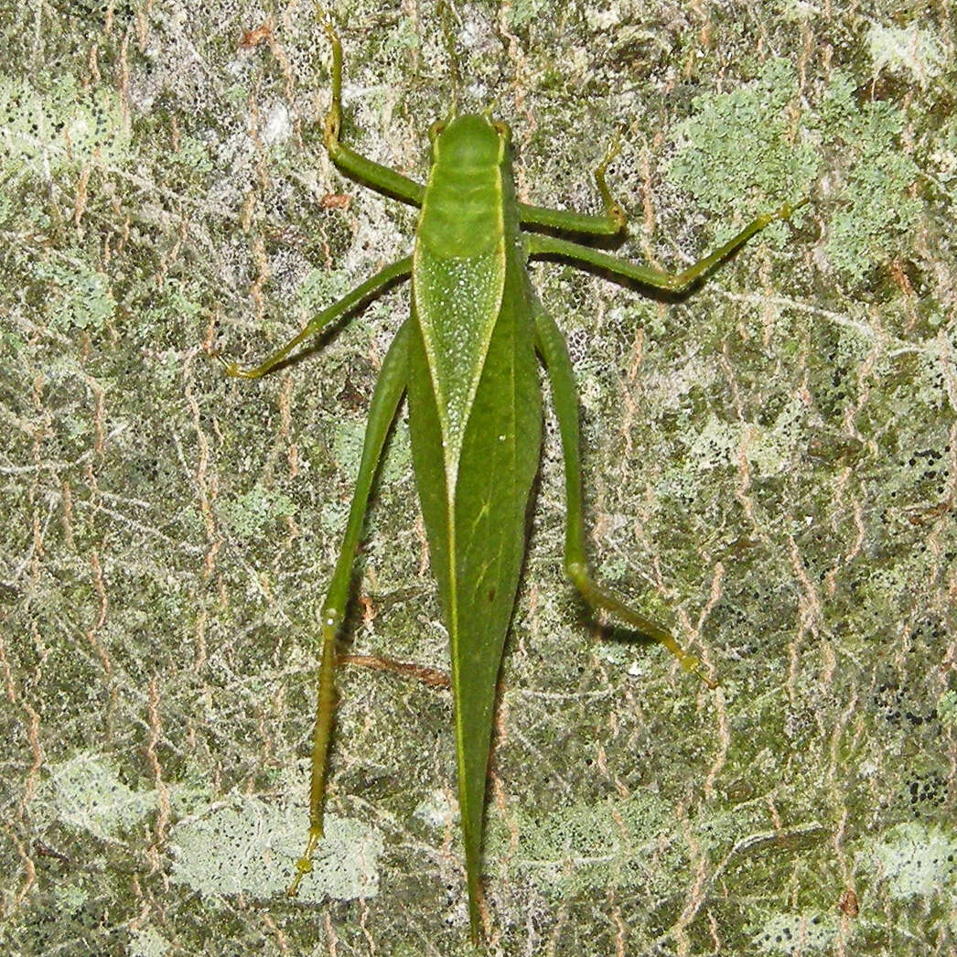 Image of Lesser Angle-winged Katydid