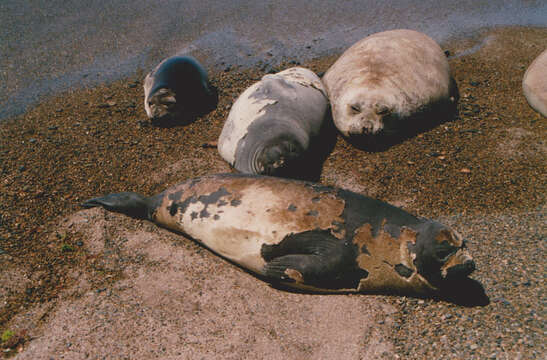 Image of South Atlantic Elephant-seal