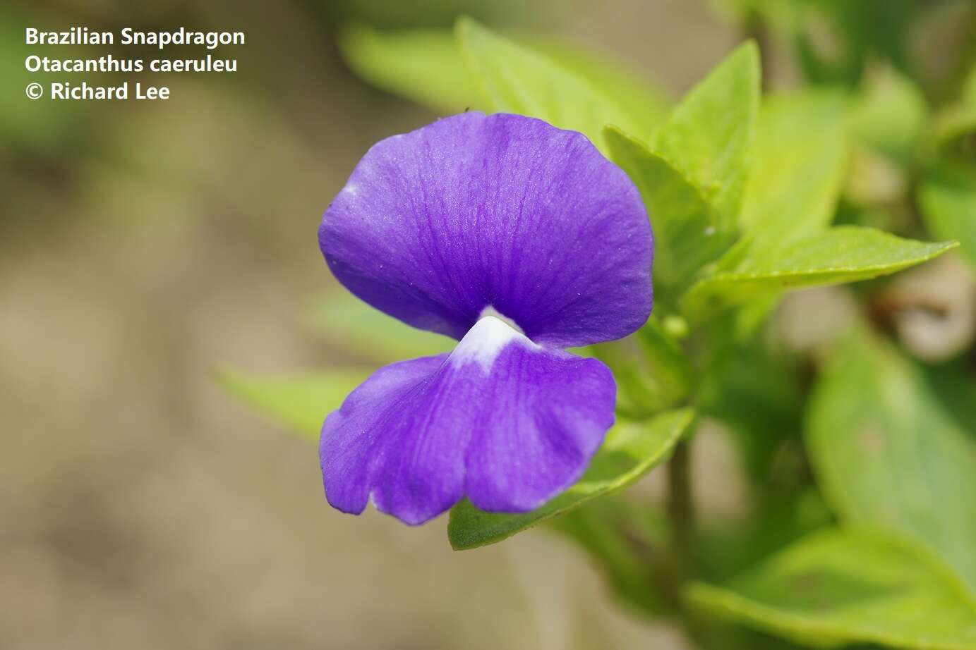 Plancia ëd Achetaria azurea (Linden) V. C. Souza