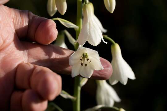 Image of Ornithogalum candicans (Baker) J. C. Manning & Goldblatt