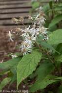 Image of Whorled Nodding-Aster