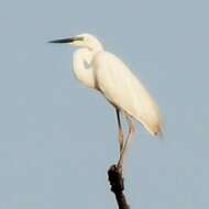 Image of Eastern great egret