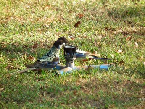 Image of Northern Rosella