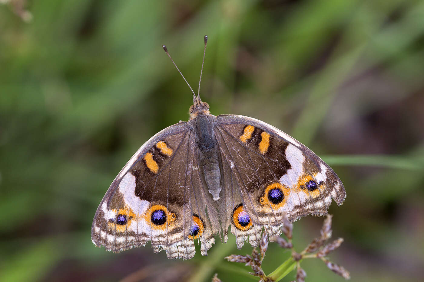 Image de Junonia orithya wallacei Distant 1883