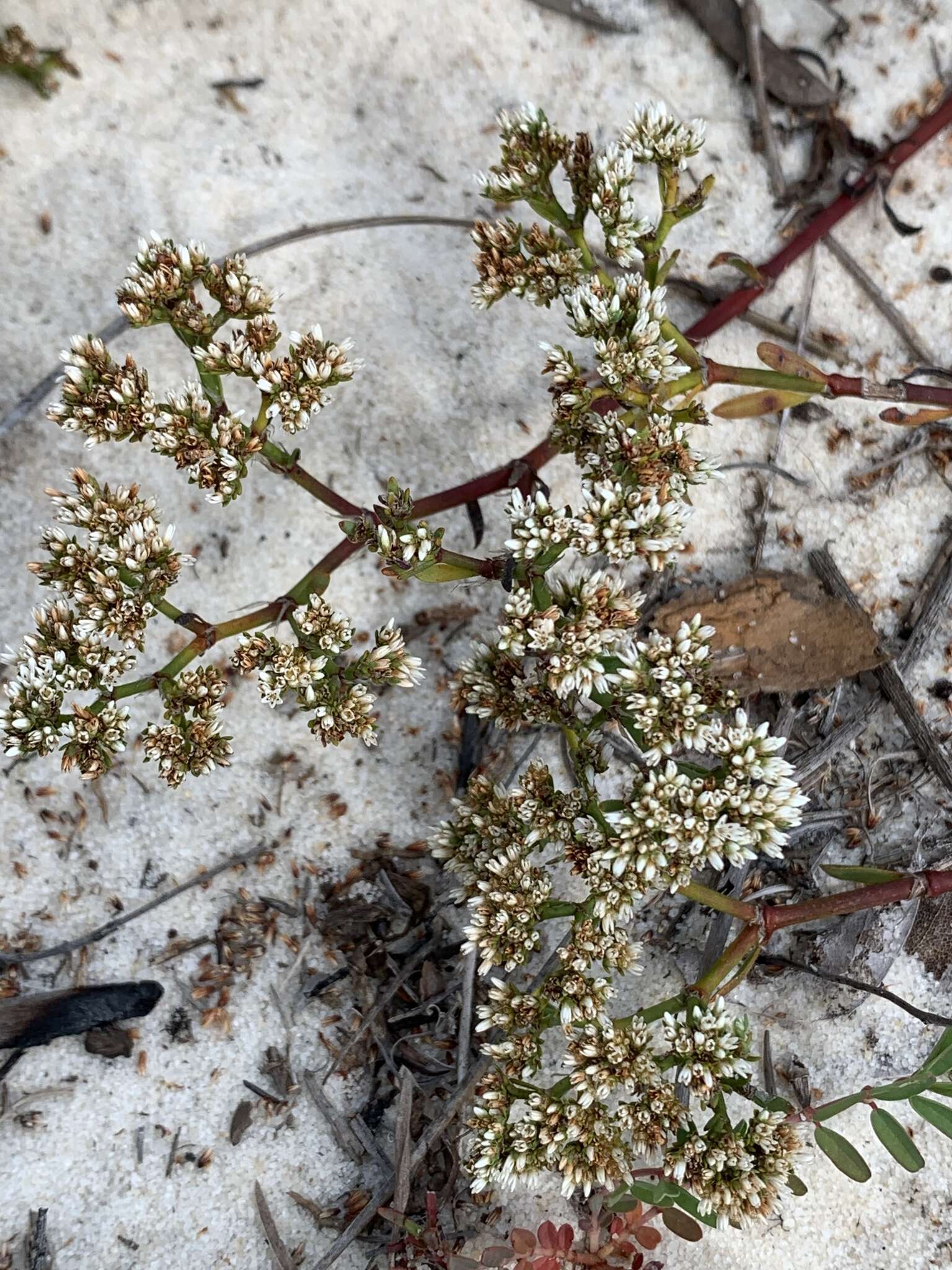 Слика од Paronychia erecta (Chapm.) Shinners