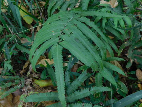 Image of Amblovenatum terminans (Wall. ex Hook.) J. P. Roux