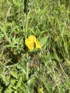 Plancia ëd Oenothera parodiana Munz