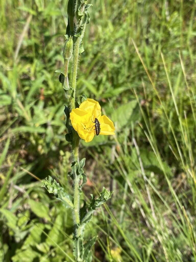 Plancia ëd Oenothera parodiana Munz