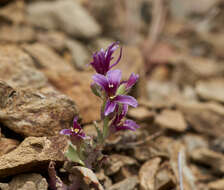 Image of Mt. Hamilton jewelflower