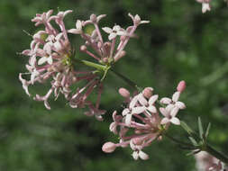 Image of Asperula pubescens (Willd.) Ehrend. & Schönb.-Tem.