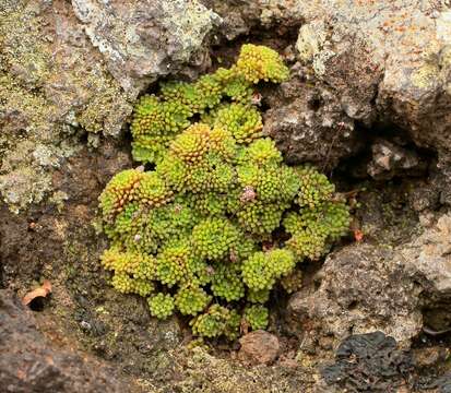 Image of Monanthes polyphylla Haw.