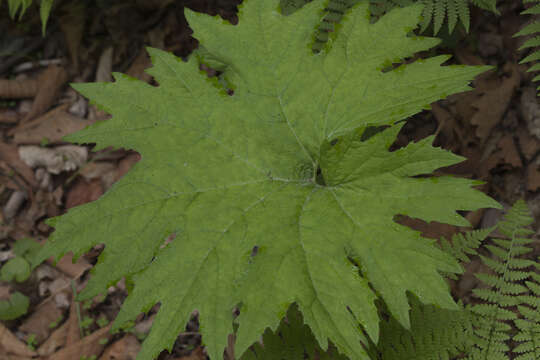 Petasites tatewakianus Kitam.的圖片