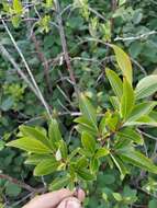 Salix divaricata Pall.的圖片