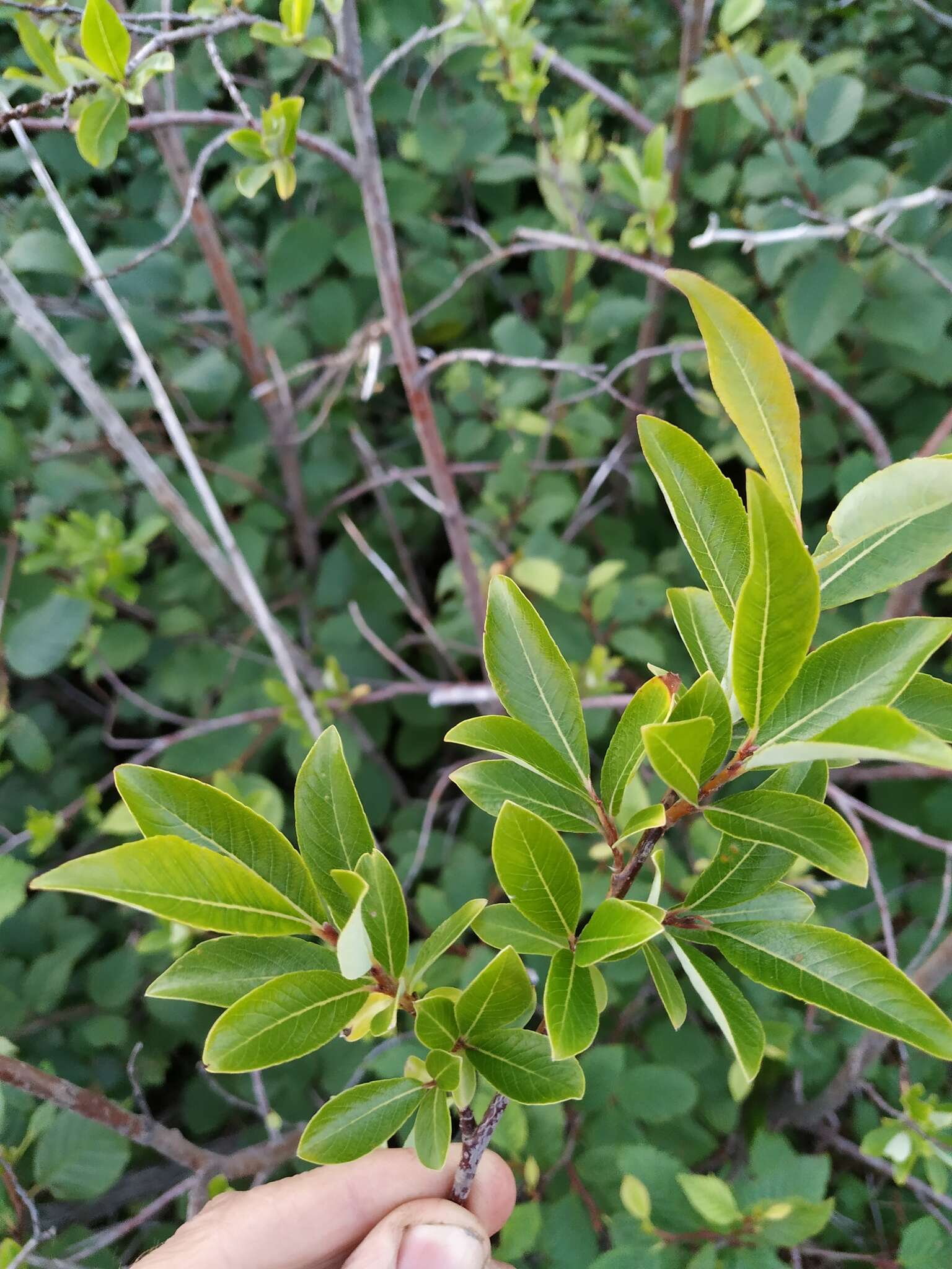 Salix divaricata Pall.的圖片