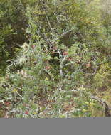 Image of Putterlickia pyracantha (L.) Szyszylowicz