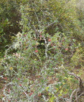 Image of Putterlickia pyracantha (L.) Szyszylowicz