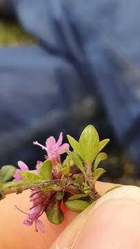 Thymus praecox subsp. praecox resmi