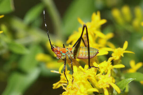 Image of Southeastern Bush Katydid