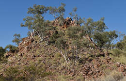 Image of Eucalyptus leucophloia subsp. euroa L. A. S. Johnson & K. D. Hill