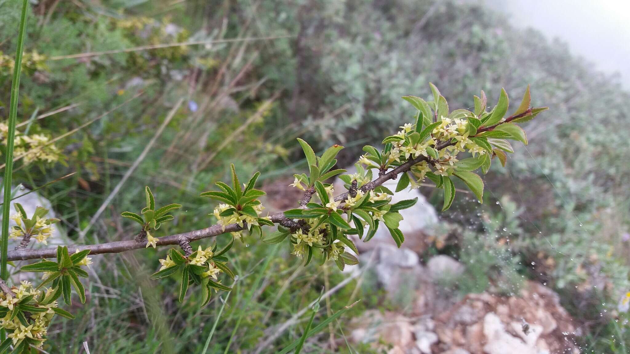 Sivun Rhamnus saxatilis Jacq. kuva