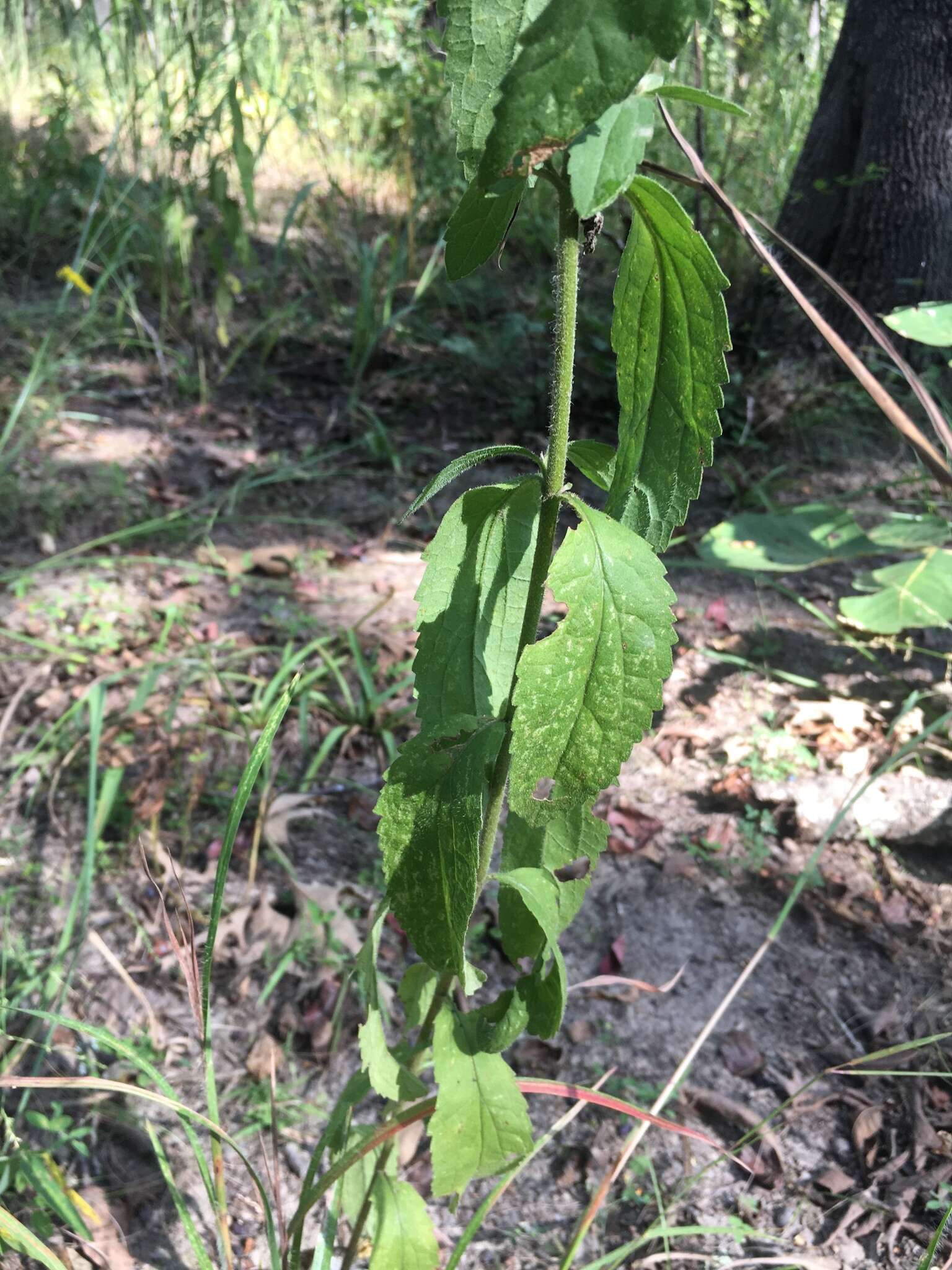 Eupatorium sullivaniae E. E. Schill.的圖片