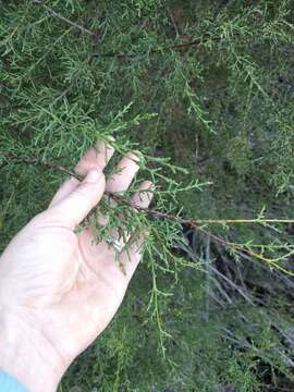 Image of Guadalupe Cypress