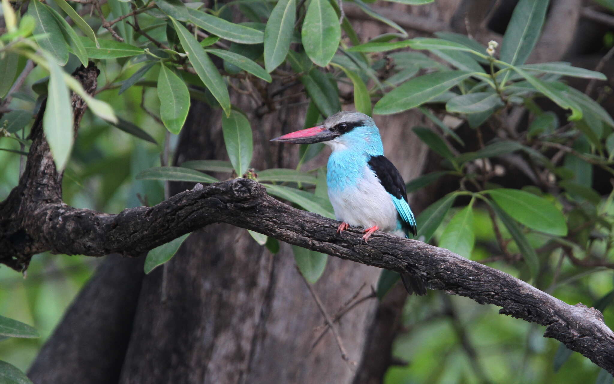 Image of Blue-breasted Kingfisher