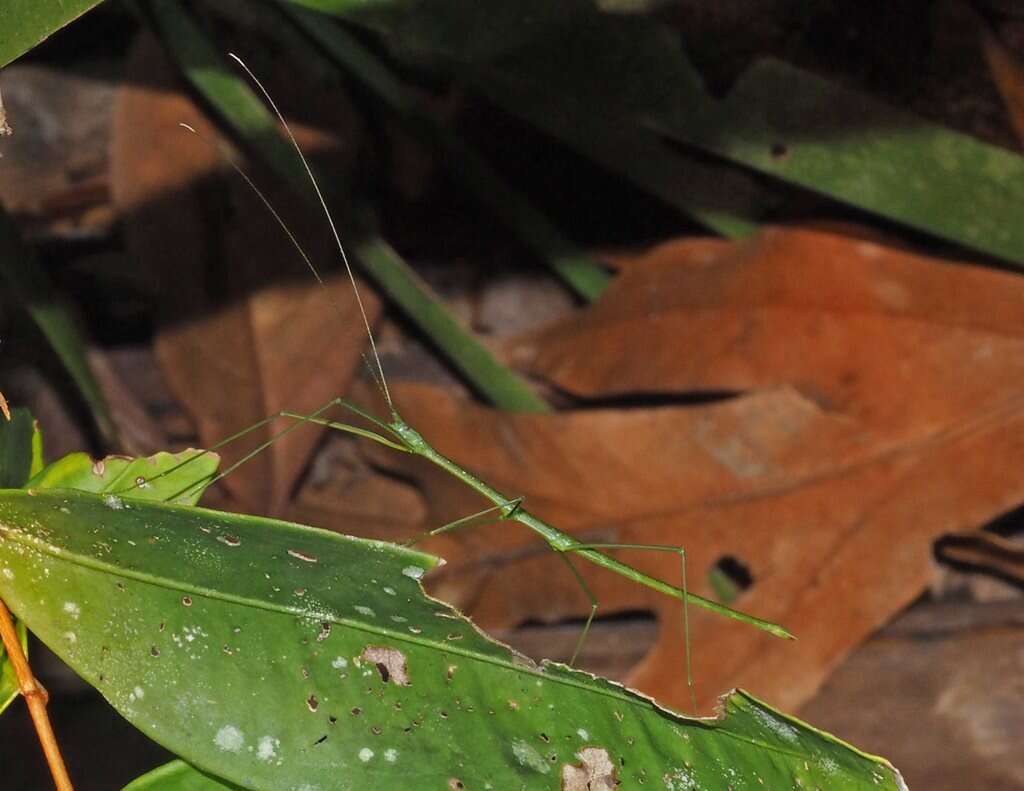 Image of Sipyloidea rentzi Brock & Hasenpusch 2007