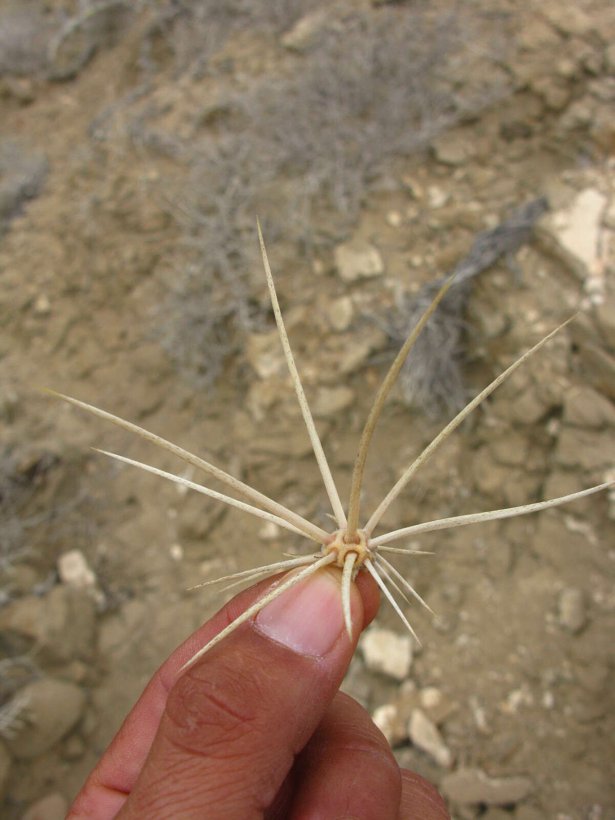 Image of Echinocereus maritimus (M. E. Jones) K. Schum.