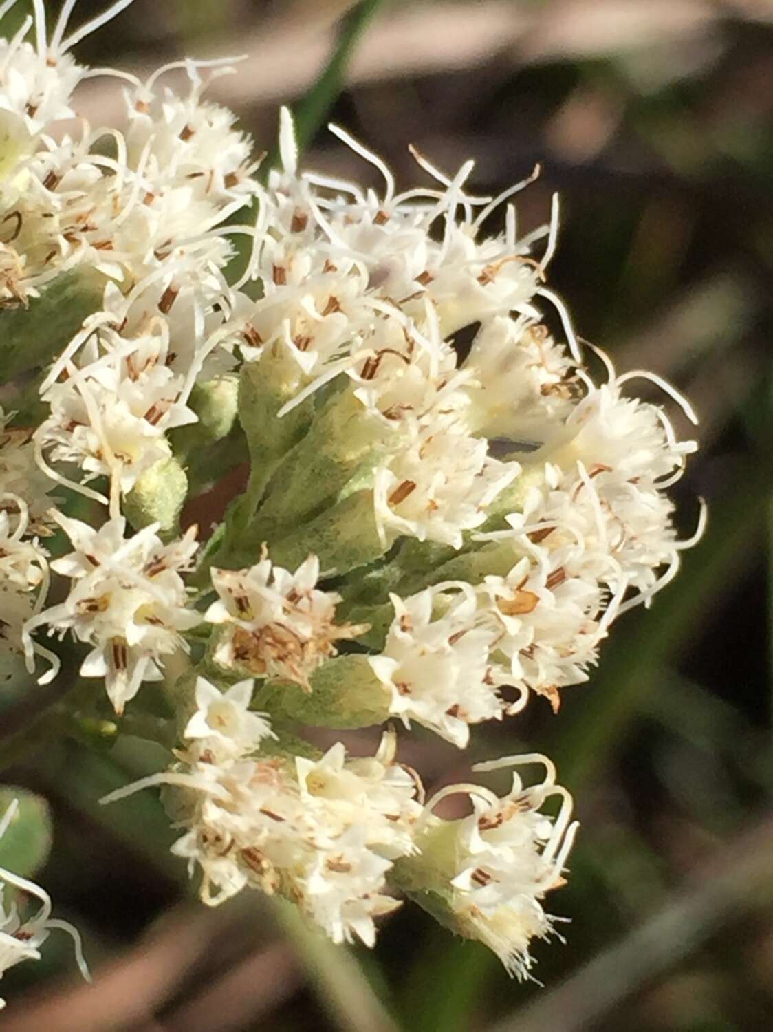 Image of Small-Flower Thoroughwort