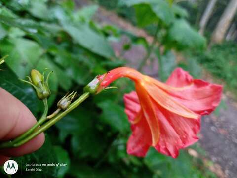 Image of Ipomoea funis Cham. & Schltdl.