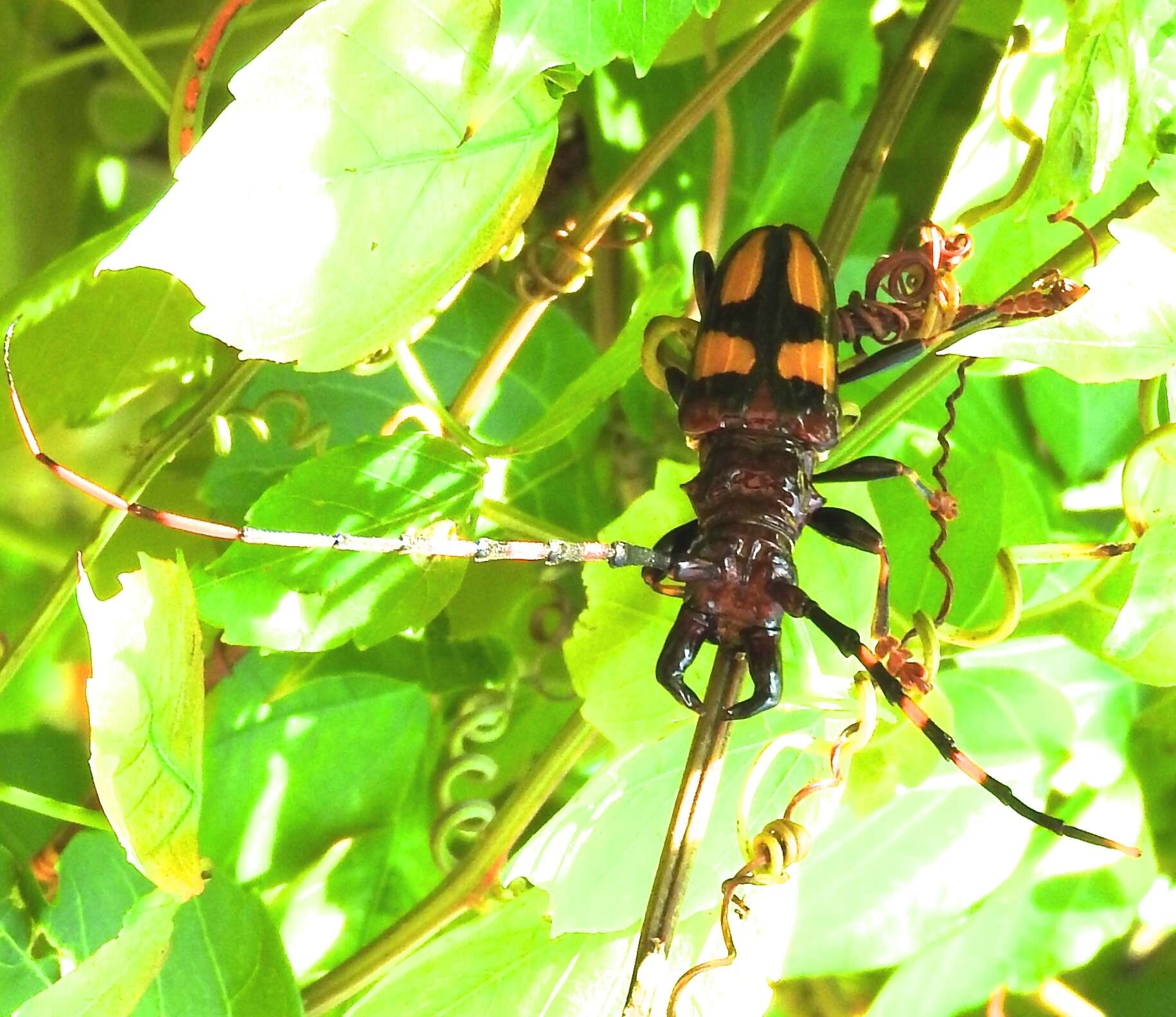 Trachyderes (Dendrobias) mandibularis (Dupont 1834) resmi