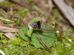 Image de Corybas oblongus (Hook. fil.) Rchb. fil.