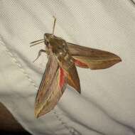 Image of Vine hawk moth