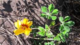 Imagem de Cochlospermum wrightii (A. Gray) Byng & Christenh.