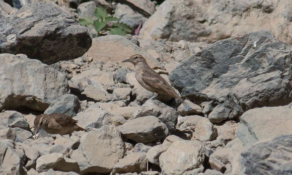 Слика од Geositta crassirostris Sclater & PL 1866