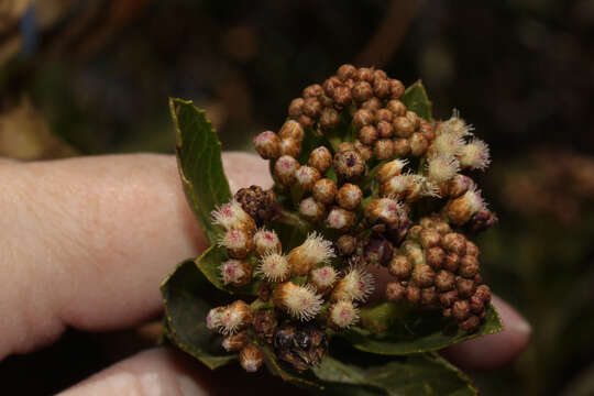 Image of Baccharis alnifolia Meyen & Walp.