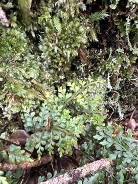 Image of Haleakala spleenwort