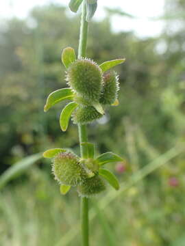 Image of Green Hound's-tongue