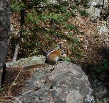 Image of Colorado Chipmunk