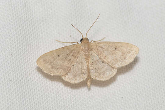 صورة Idaea pilosata Warren 1898