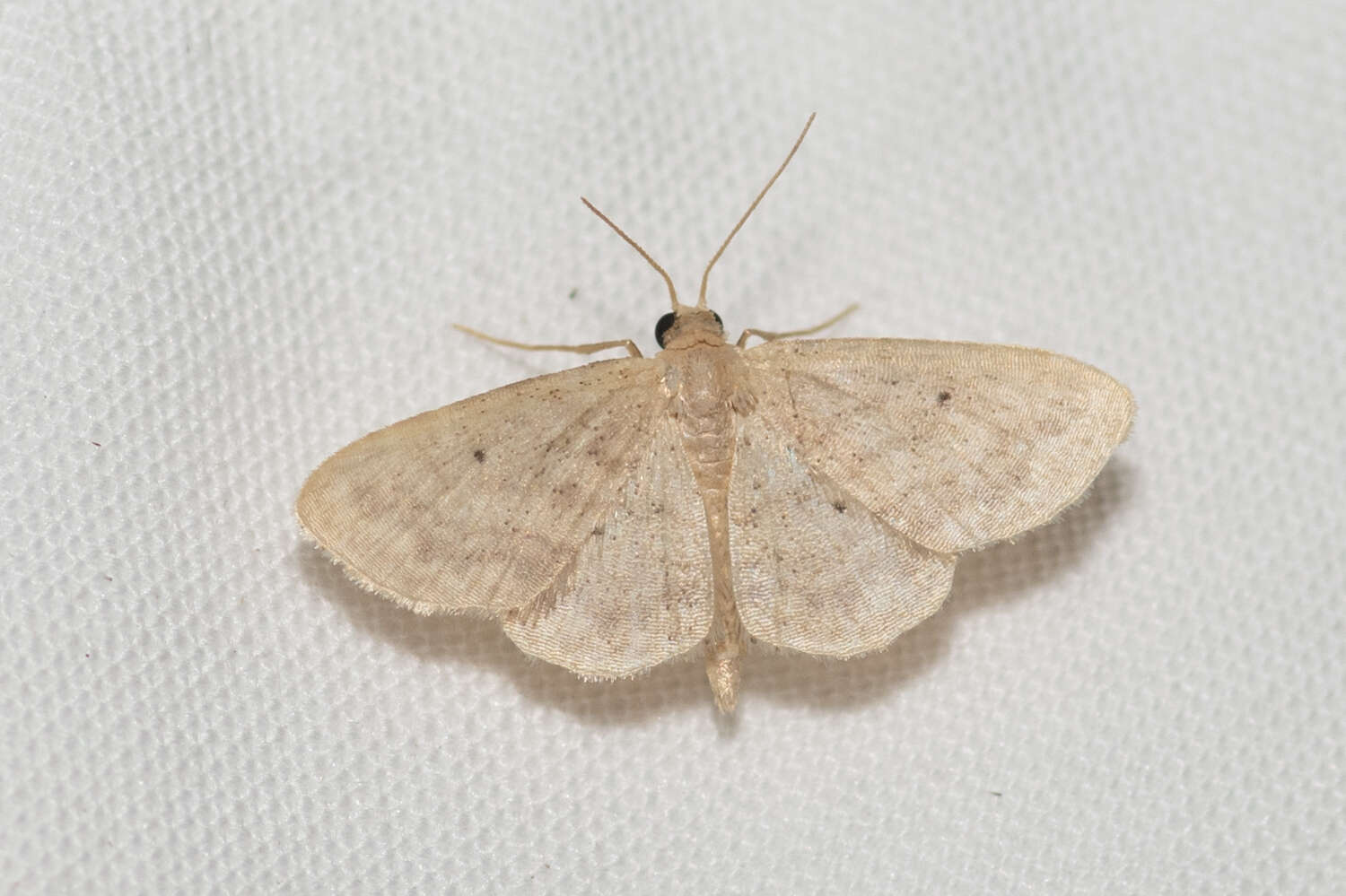 صورة Idaea pilosata Warren 1898