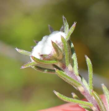 Image of Phylica alba Pillans