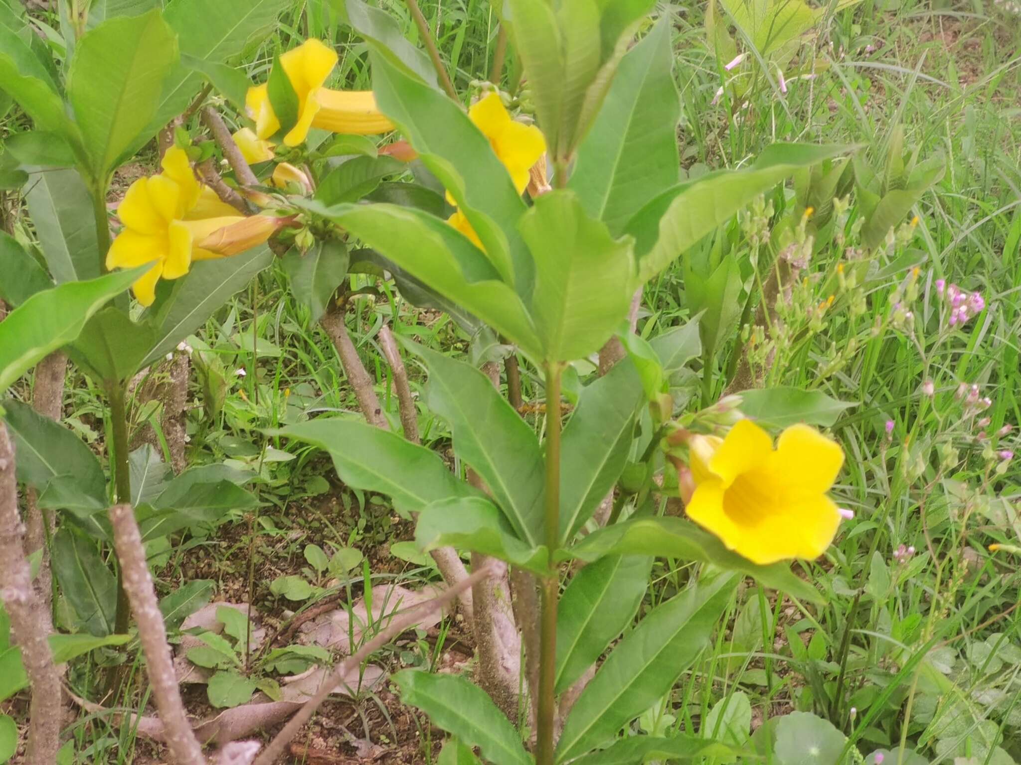 Image of bush allamanda