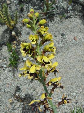 Image of Tritoniopsis parviflora (Jacq.) G. J. Lewis