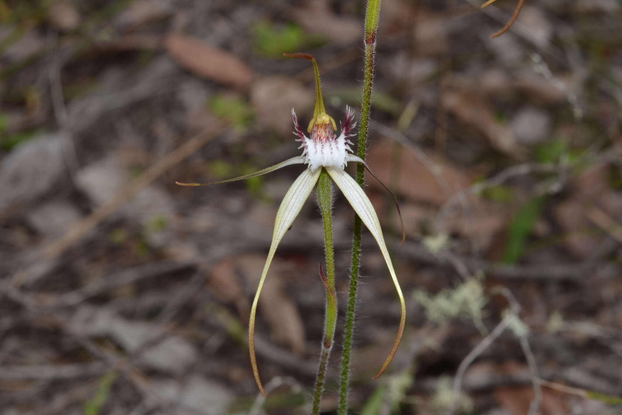 Caladenia leucochila A. P. Br., R. Phillips & G. Brockman的圖片