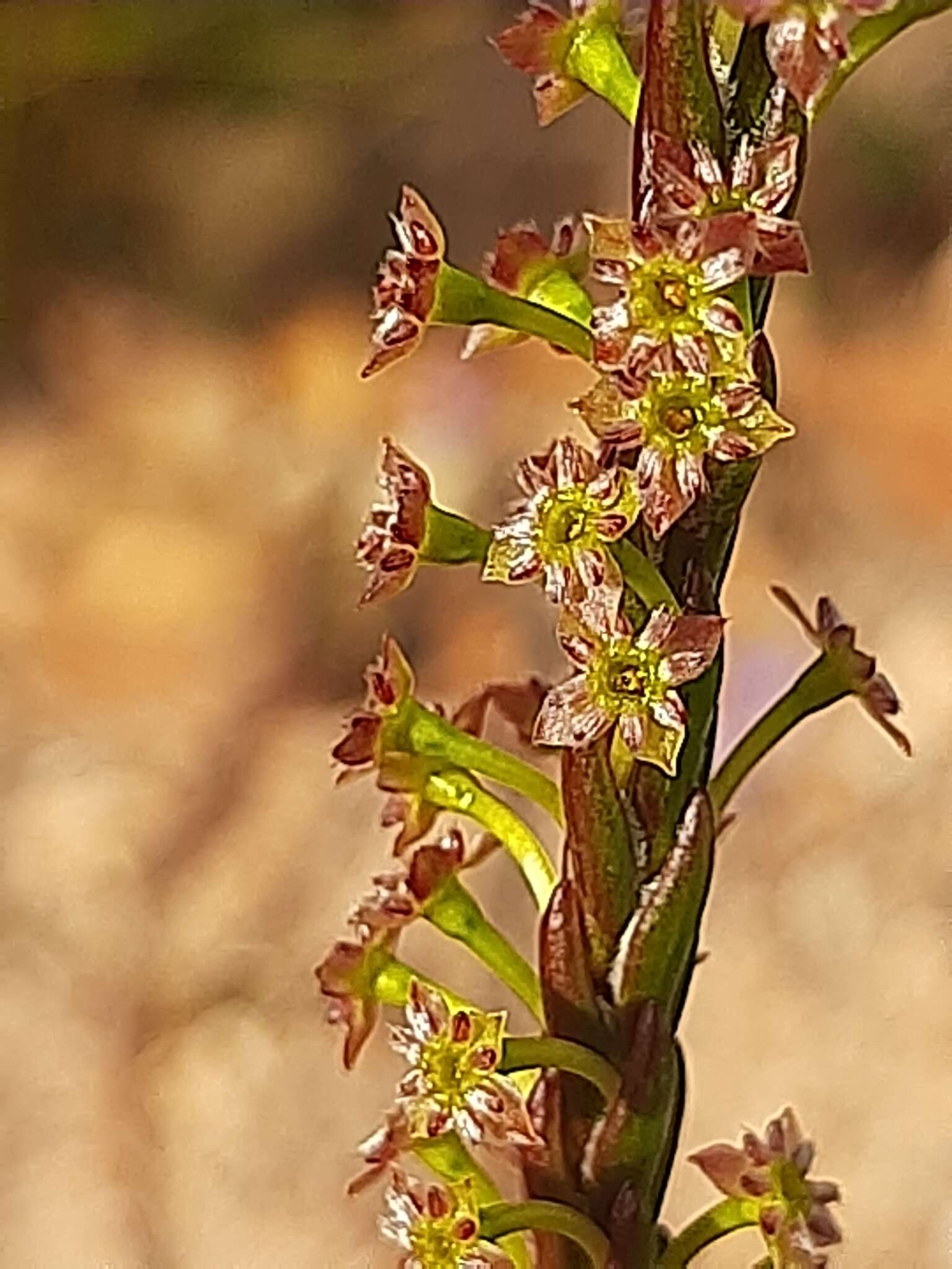 Image of Struthiola parviflora Bartl. ex Meissn.