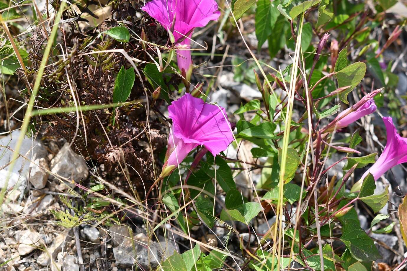 Image de Ipomoea bernoulliana Peter