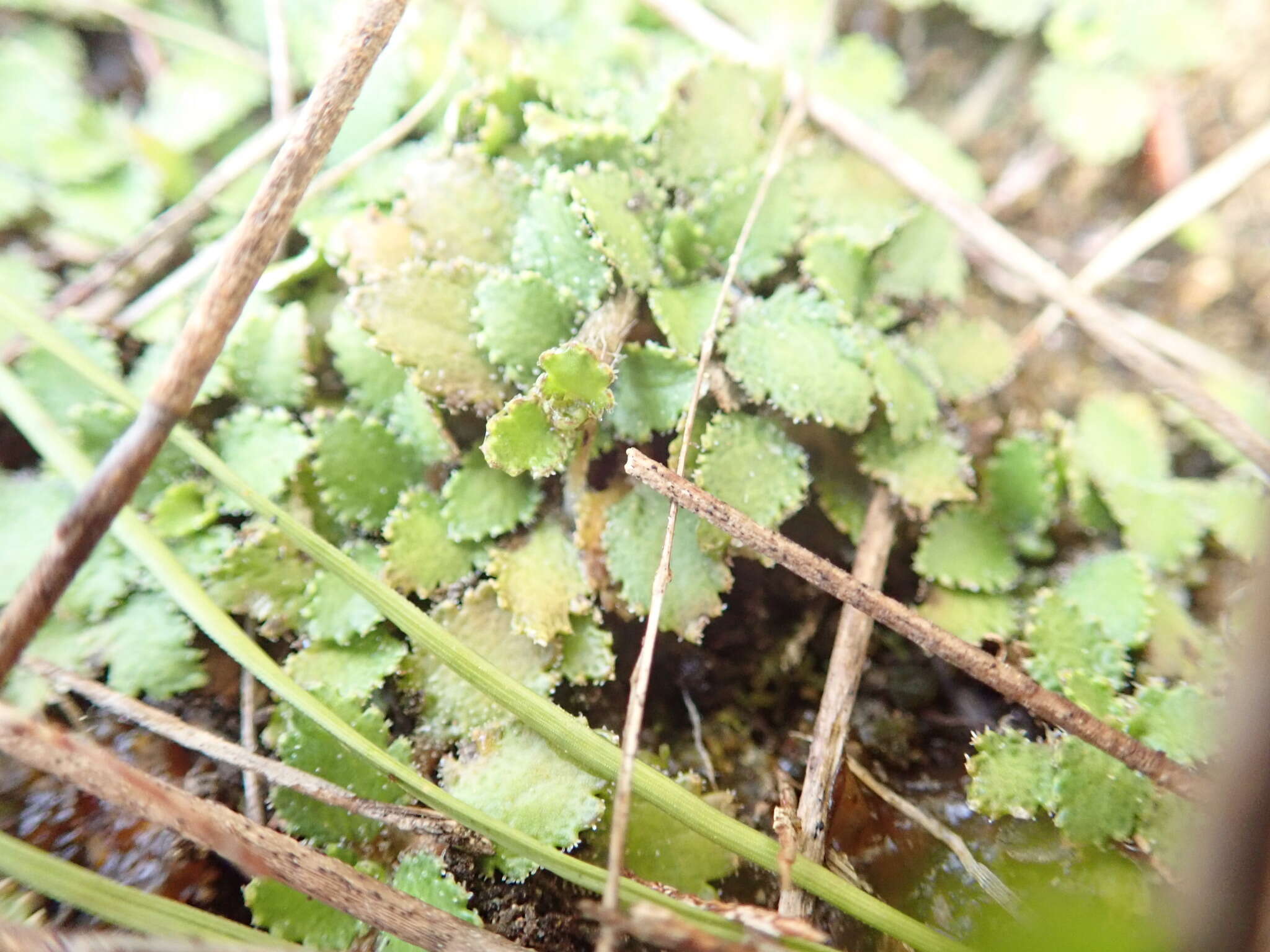 صورة Gunnera arenaria Cheesem. ex T. Kirk