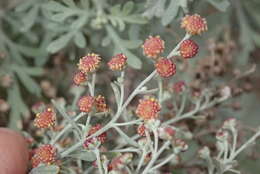 Image of Artemisia reptans C. Sm.